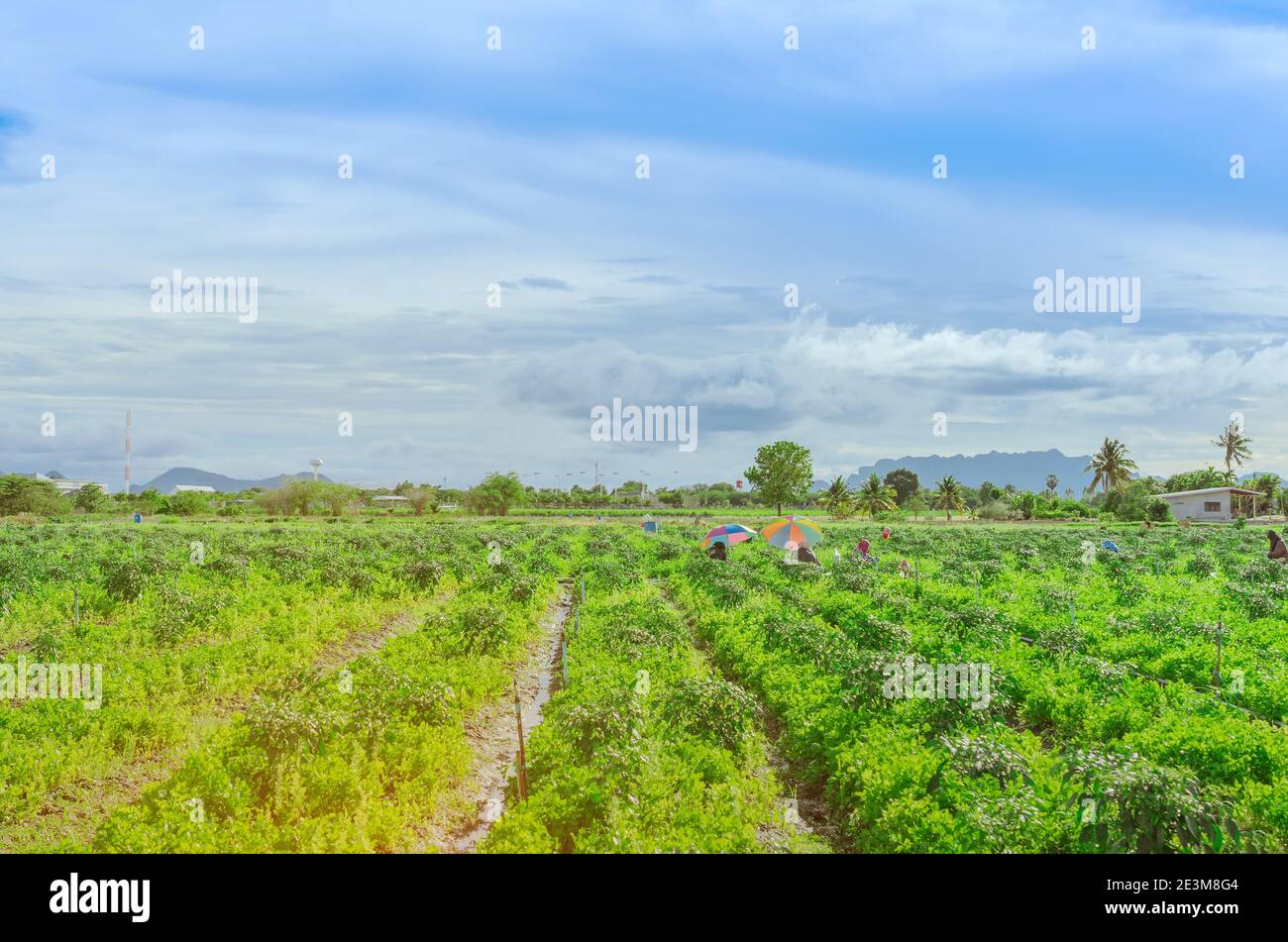 Group of farmers help harvest vegetables grown on the farm by using a large umbrella to help shade the sun on a sunny day Stock Photo