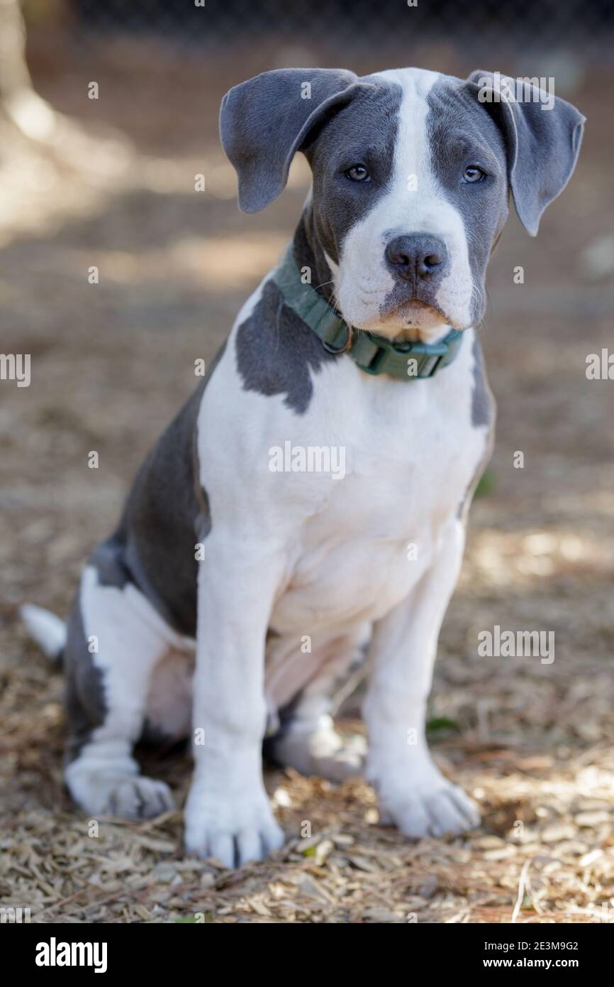 5-Months-Old Blue Nose Pitbull Puppy Male Sitting and Looking at Camera. Stock Photo