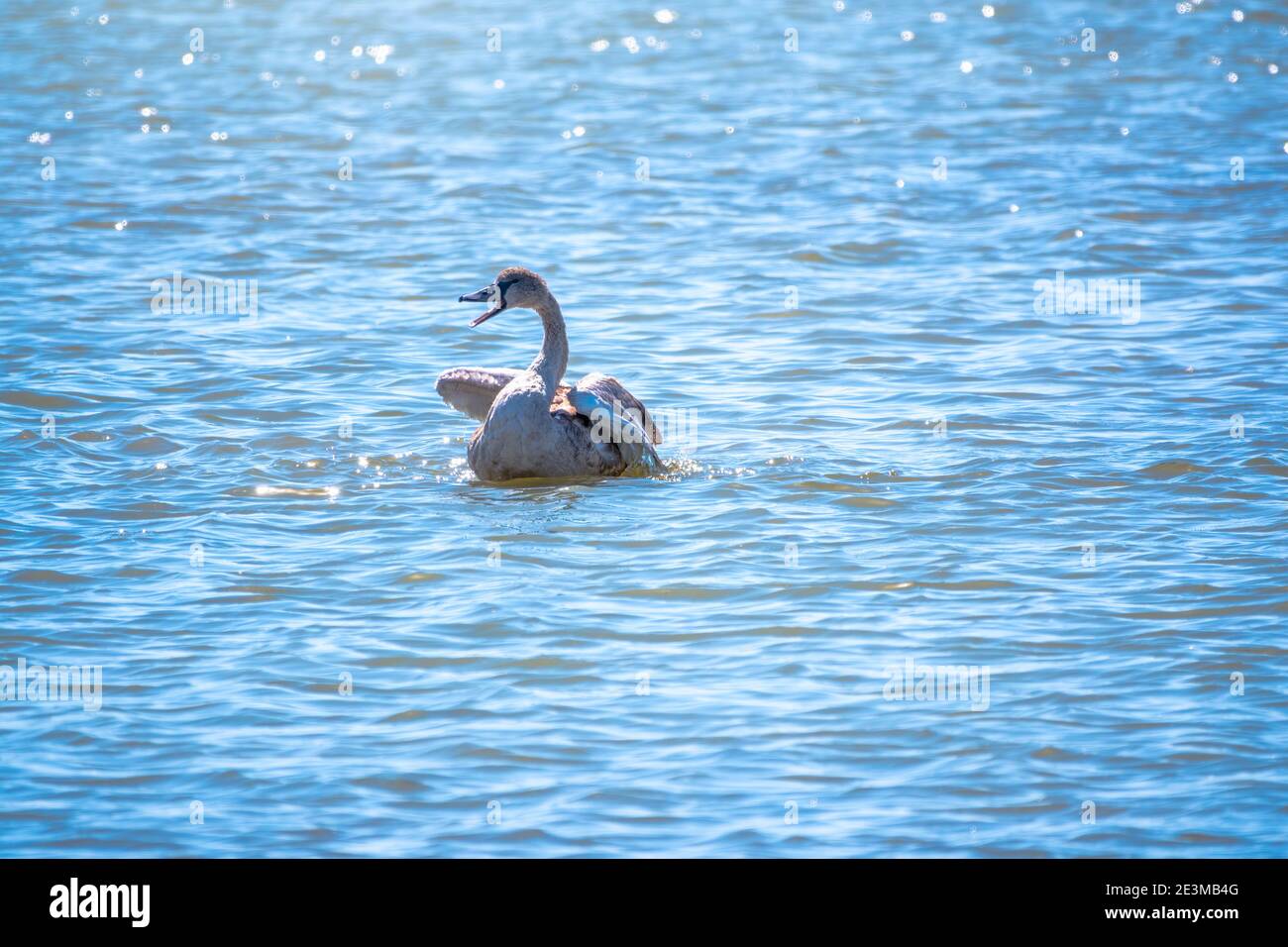 A young brown coloured white swan swims on the water. Portrait of a