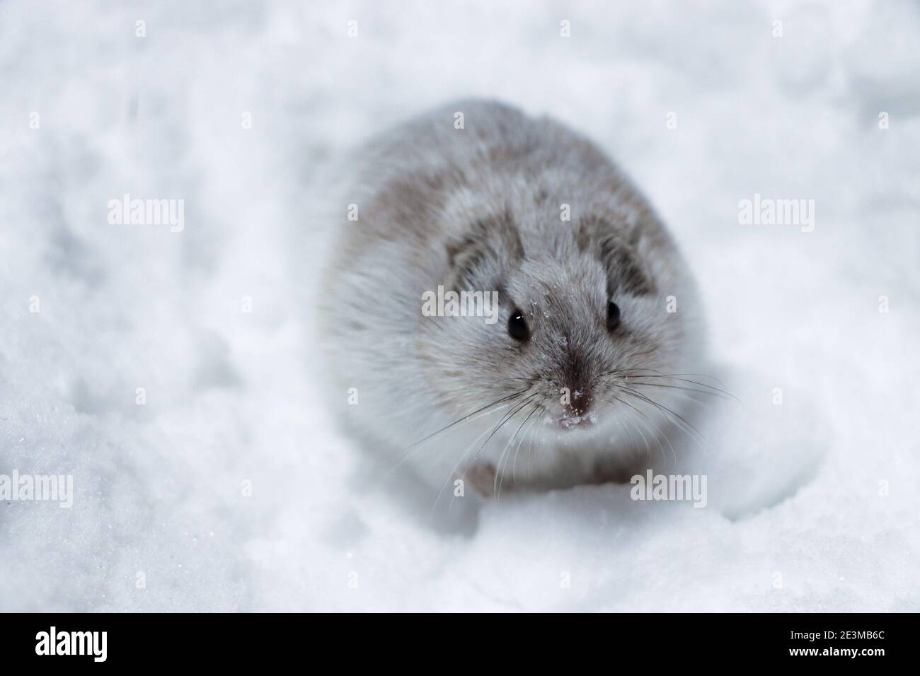 Collared lemming in its white coat Stock Photo