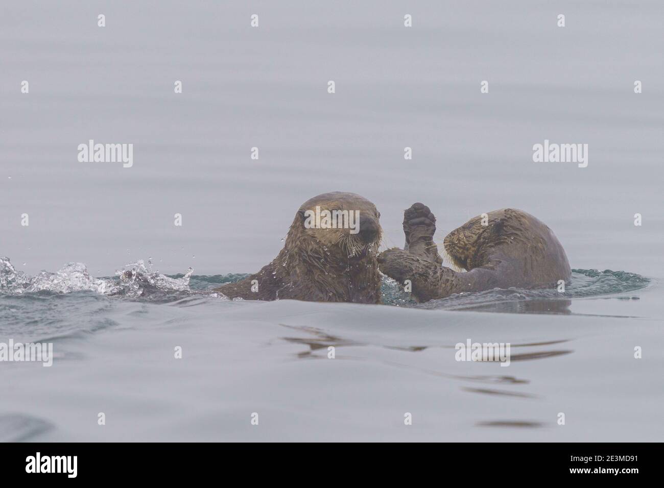 Sea otters playing on a calm foggy day along the West coast of Vancouver Island, British Columbia, Canada Stock Photo