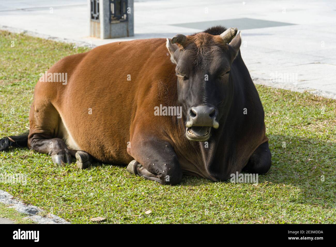 Hong Kong Wild Cattle, Wild Brown Cow Sleeping in a meadow, Ngong Ping, Lantau Island Stock Photo
