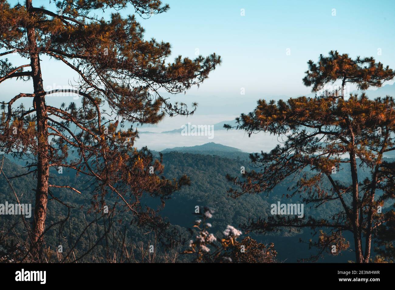 Landscape mountains and pine trees in the morning Stock Photo - Alamy