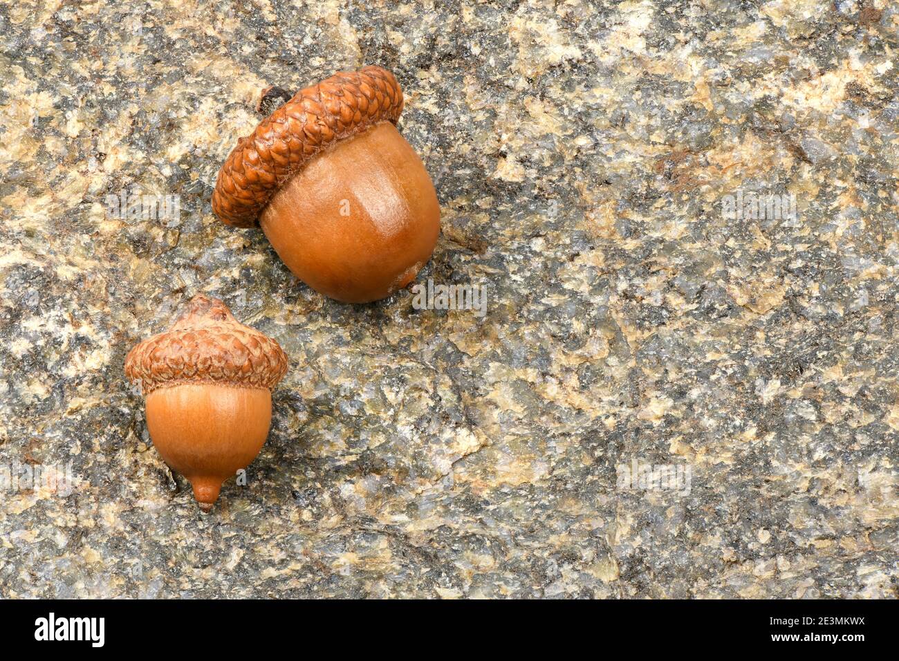 Acorn of an oak tree isolated on rock background. High resolution photo. Full depth of field. Stock Photo