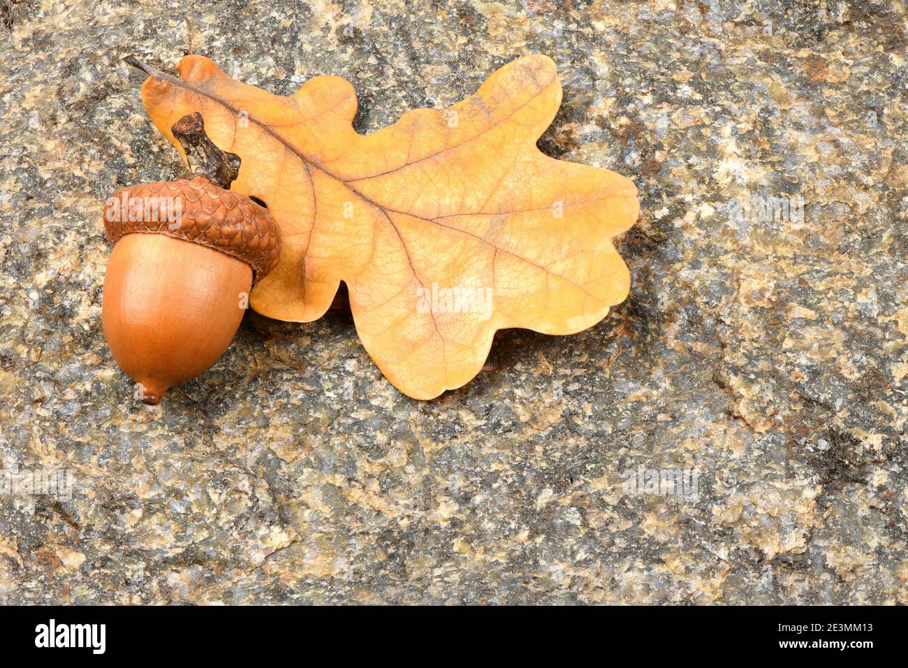 Acorn of an oak tree isolated on rock background. High resolution photo. Full depth of field. Stock Photo