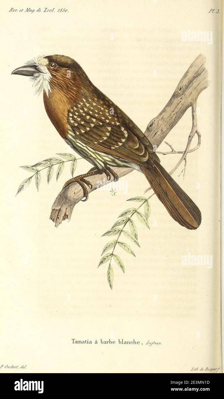 Malacoptila mystacalis hires stock photography and images Alamy