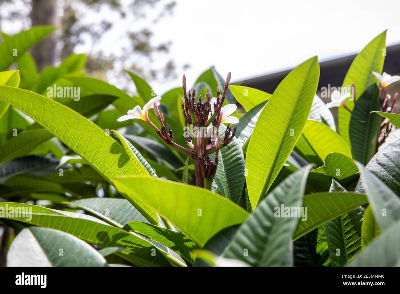 Plumeria frangipani tree in flower on a sunny summers day in Sydney