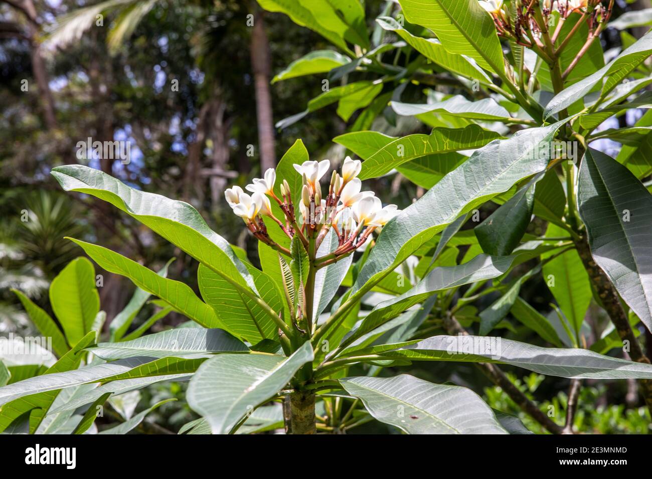 Plumeria frangipani tree in flower on a sunny summers day in Sydney