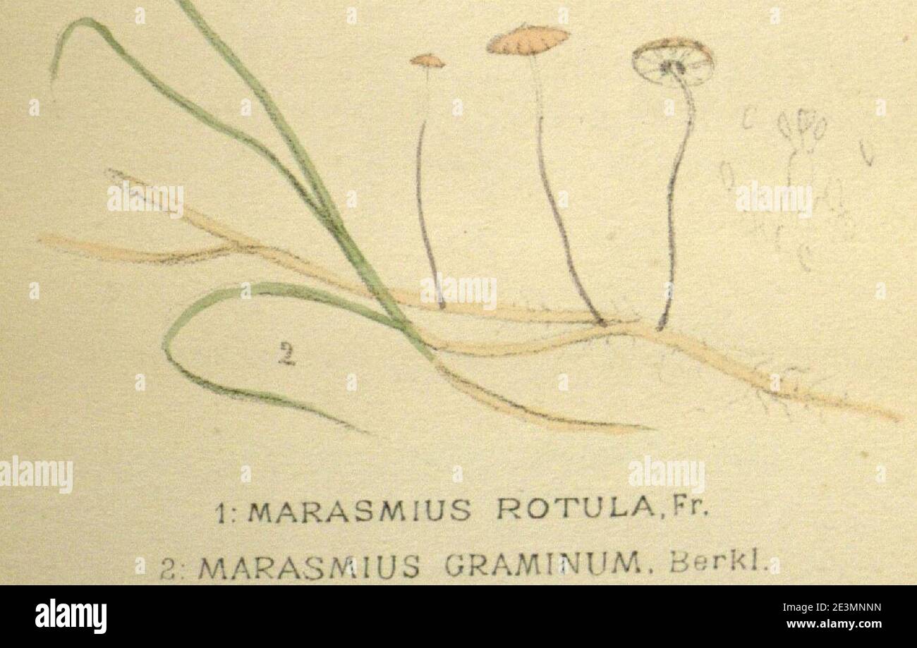 Marasmius graminum, Gillet, Claude Casimir, 1874 via archive.org. Stock Photo