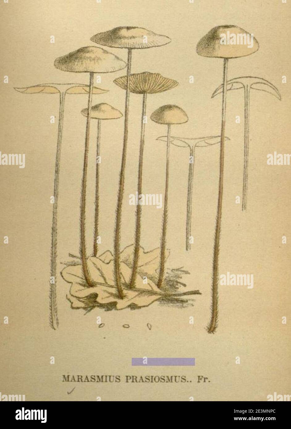 Marasmius prasiosmus, Gillet, Claude Casimir, 1874 via archive.org. Stock Photo