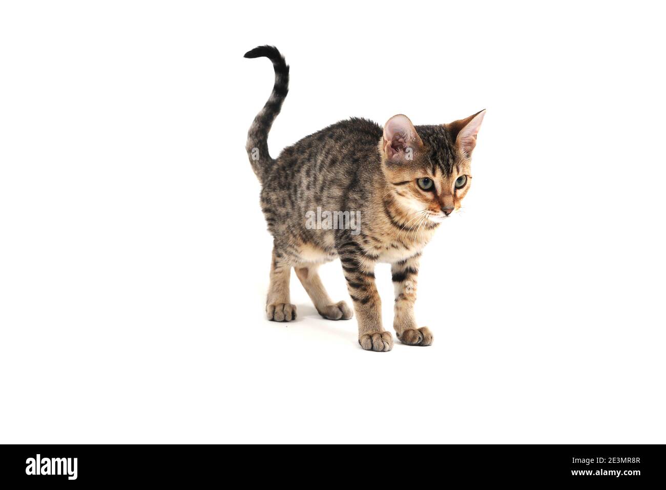 Purebred smooth-haired kitten on a white background Stock Photo
