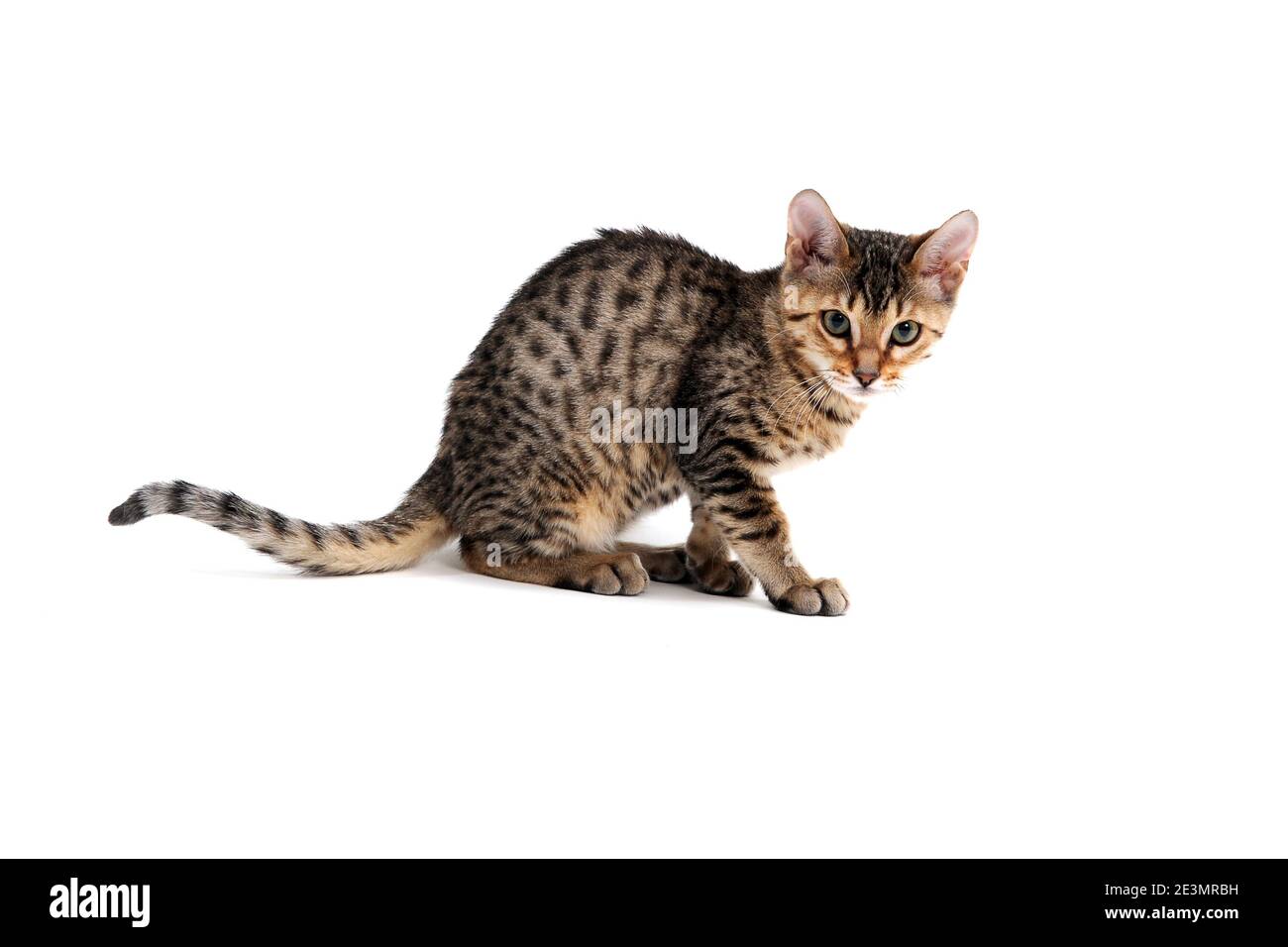 Purebred smooth-haired kitten on a white background Stock Photo