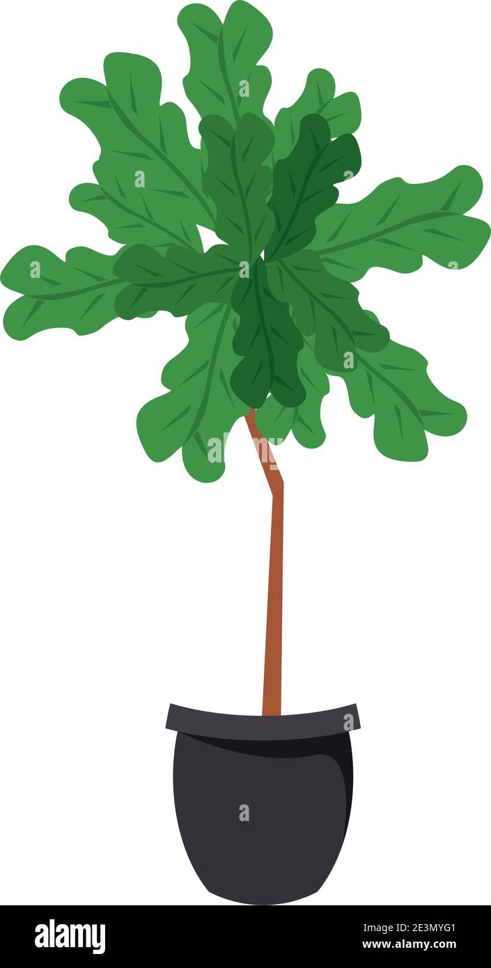 home plant in black ceramic pot decor vector illustration design Stock ...