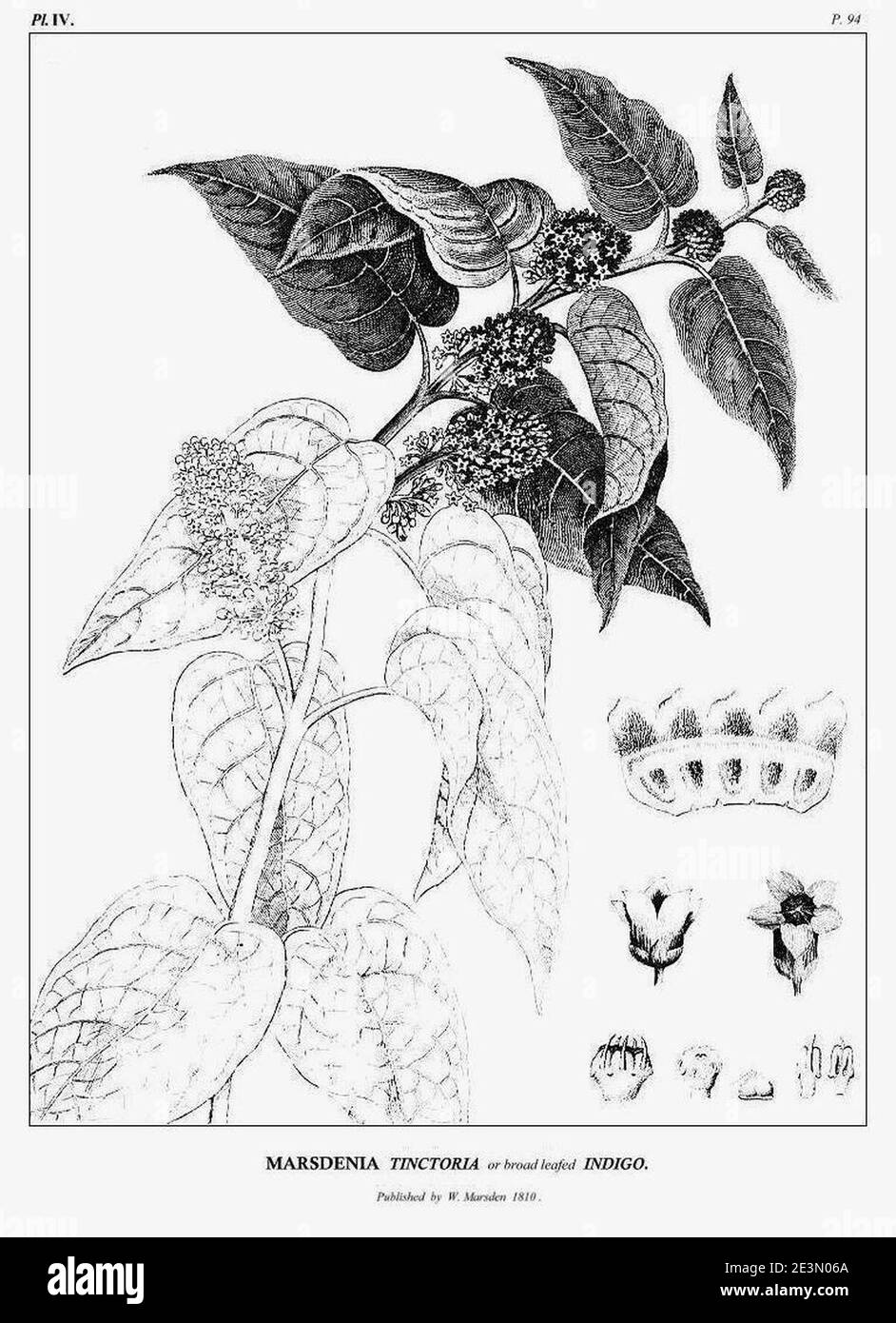 Marsden - Pl. IV - Marsdenia Tinctoria Stock Photo - Alamy