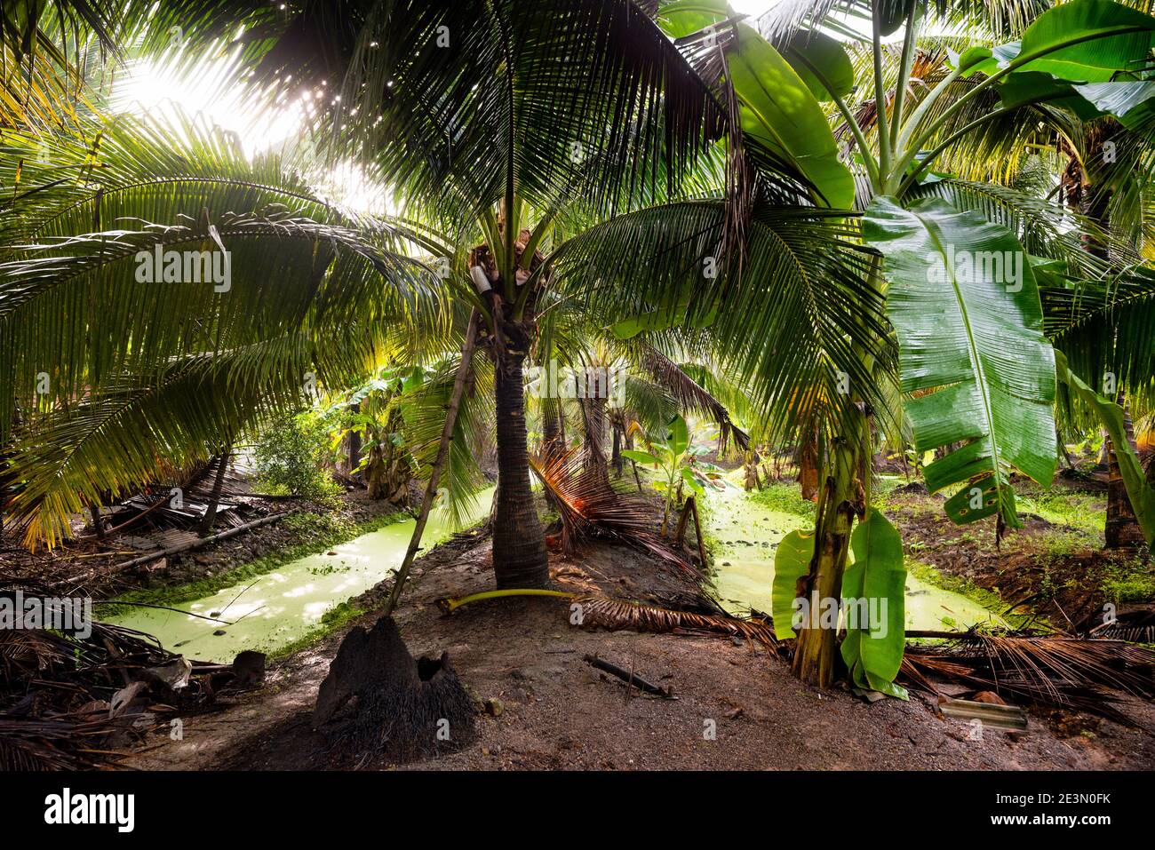 Made from superrich sap of palm trees, Thailand palm sugar farms are