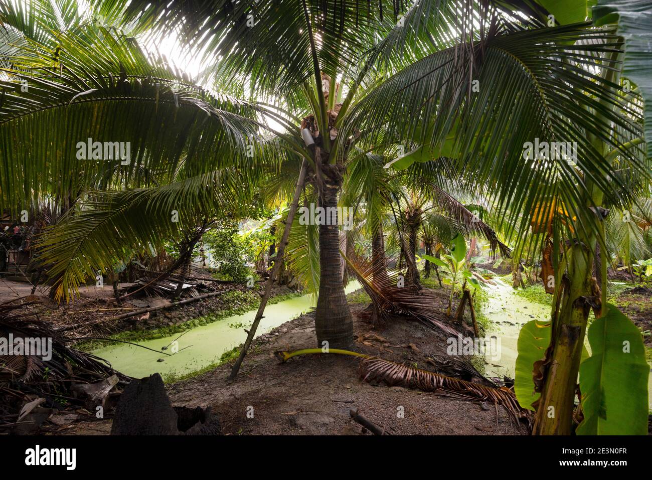 Thailand palm sugar farm. Stock Photo