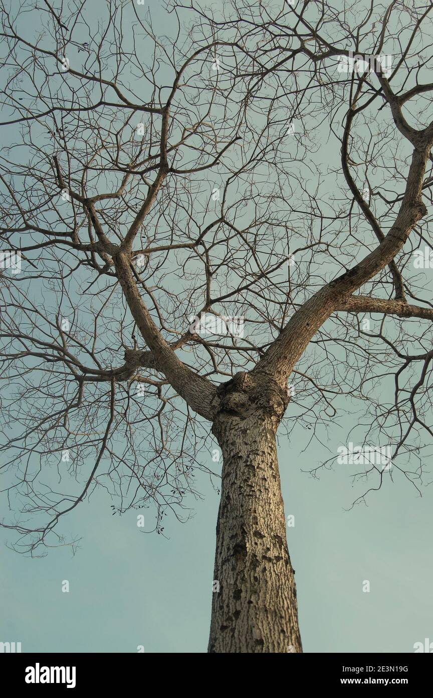 tree branches wiht blue sky Stock Photo - Alamy