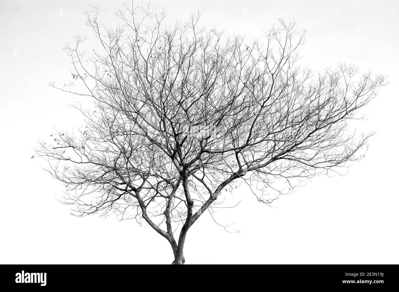 tree branches silhouette isolated on white background Stock Photo - Alamy