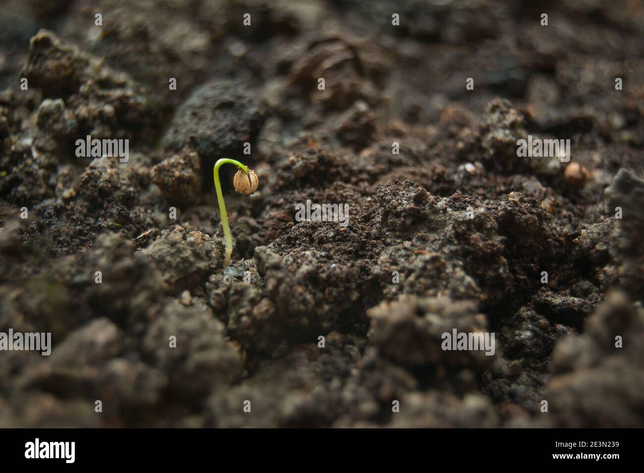 Green seedling growing out of soil Stock Photo - Alamy