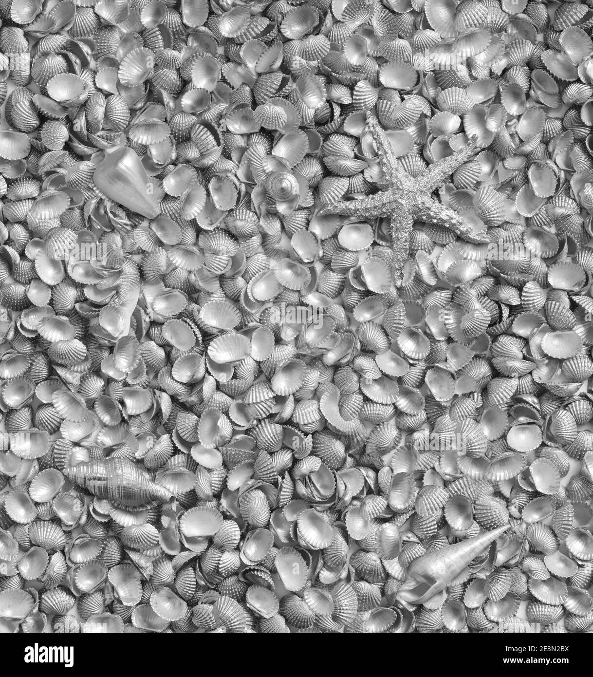 Silver color of sea shells background Stock Photo