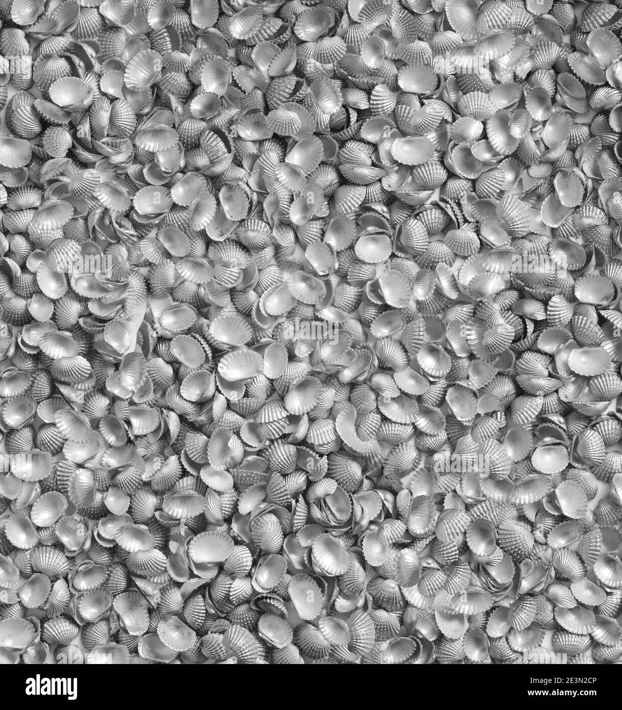 Silver color of sea shells background Stock Photo