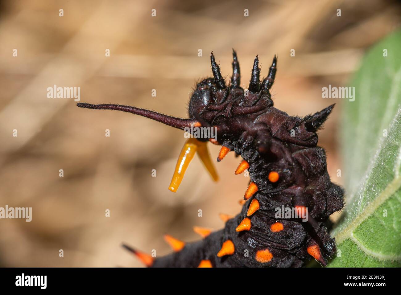 Osmeterium of Pipevine Swallowtail caterpillar in defensive posure Stock Photo