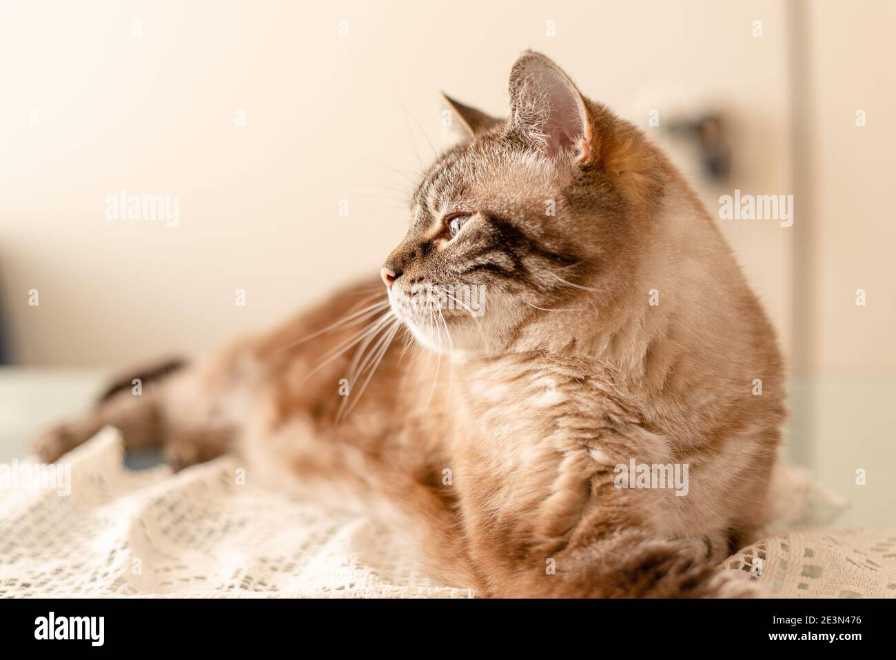 Natural light profile portrait of elderly tabby cat, family pet memory Stock Photo