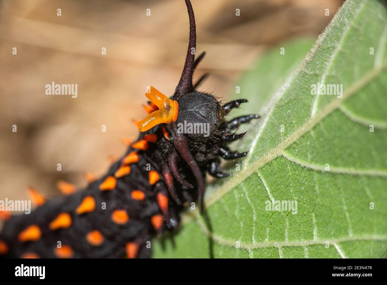 Pipevine Swallowtailm Battus philenor, caterpillar in defensive posure Stock Photo