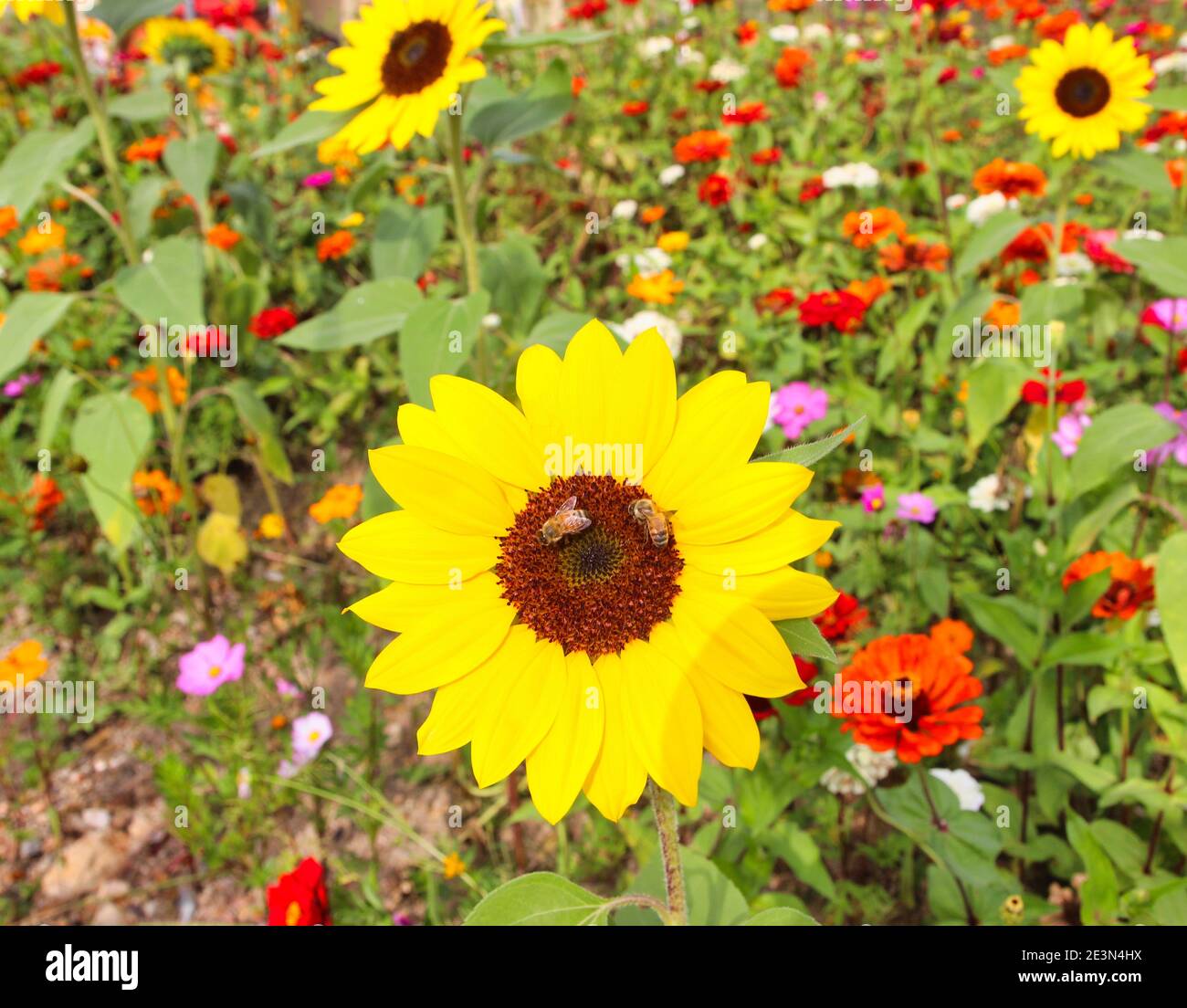 Flower Festival in Yellow Ciy Jangseong, Jeonnam, South Korea, Asia. Stock Photo