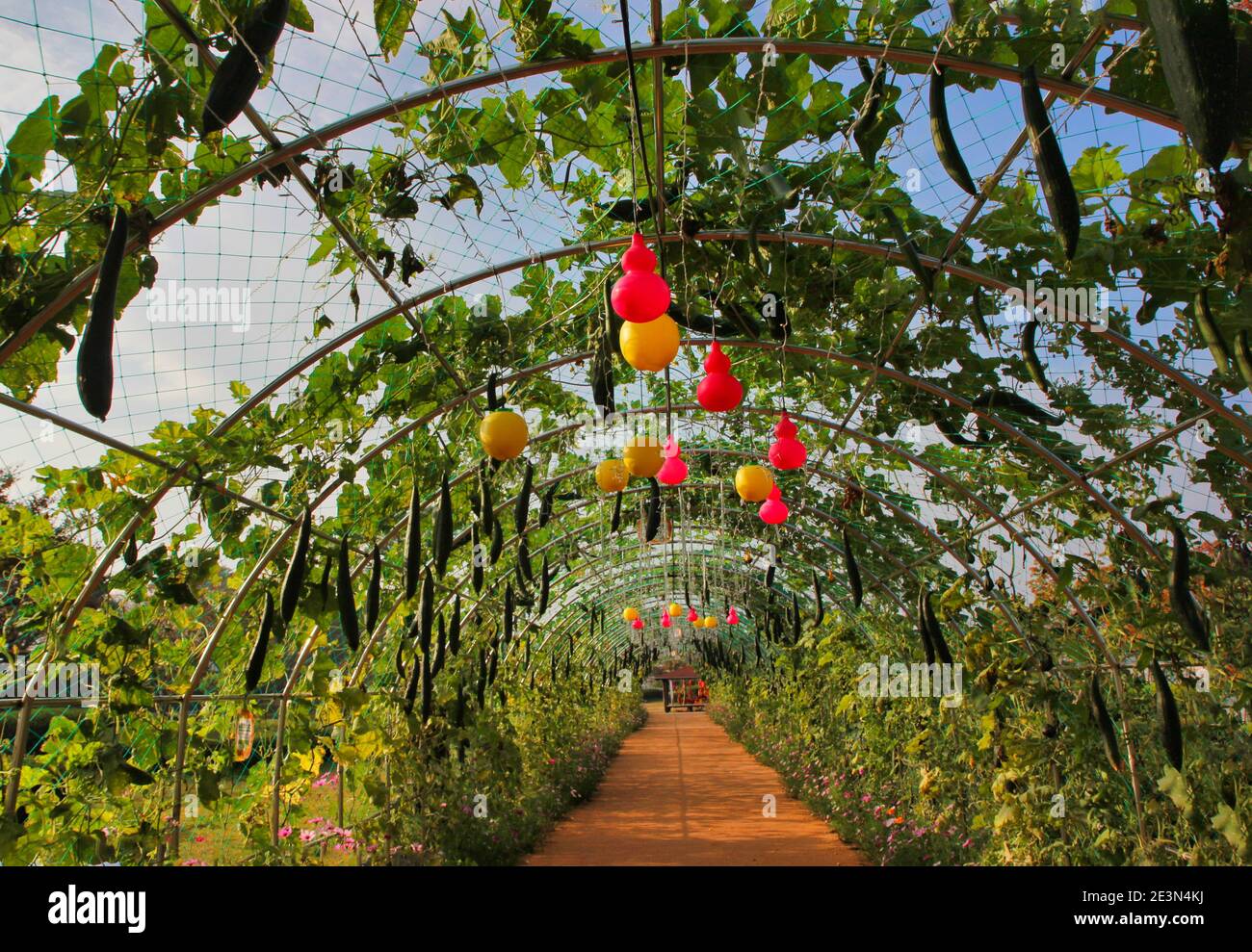 Flower Festival in Yellow Ciy Jangseong, Jeonnam, South Korea, Asia. Stock Photo