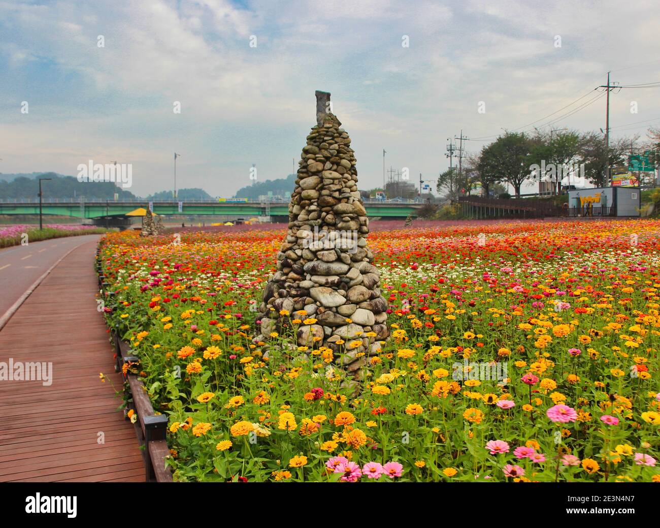 Flower Festival in Yellow Ciy Jangseong, Jeonnam, South Korea, Asia. Stock Photo
