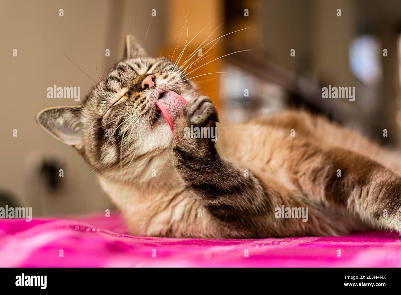 Senior tabby cat busy self grooming and licking his front paw Stock Photo