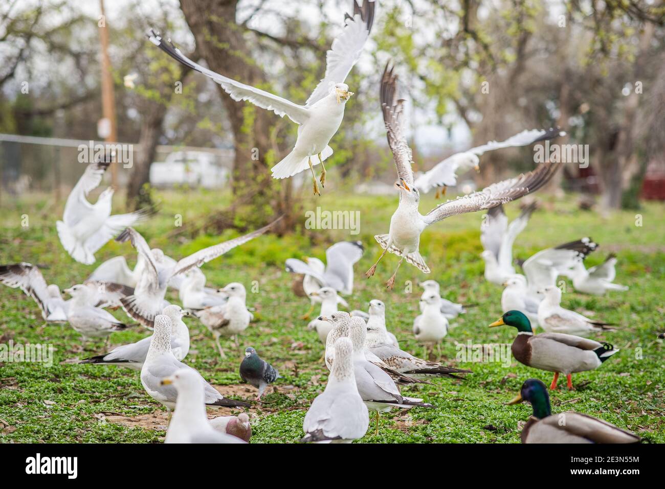 Ring-billed Gulls, Larus delawarensis, fighting over a piece of bread Stock Photo