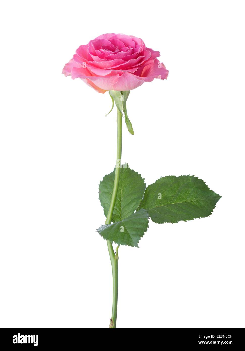 Pink Rose isolated on white background Stock Photo - Alamy