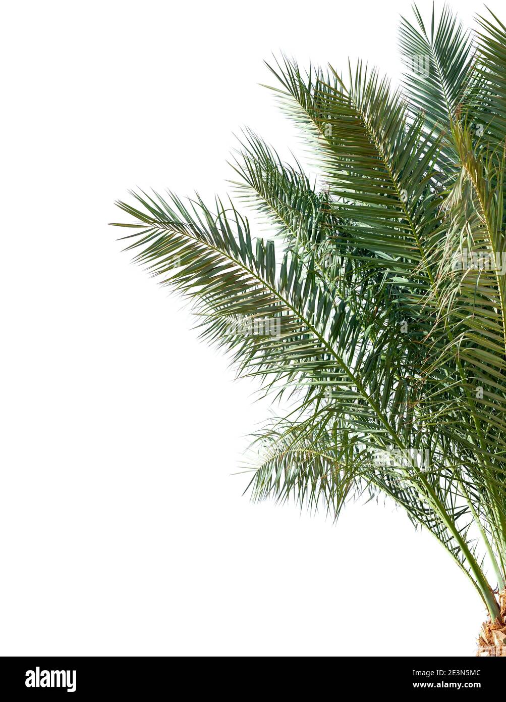 Date palm  leaves isolated on white background Stock Photo