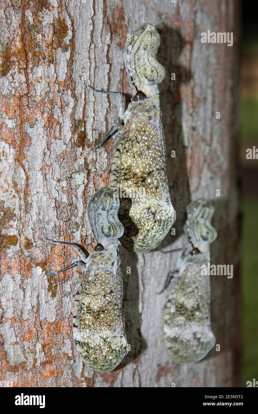 Three Peanut-head Bugs Fulgora laternaria on the Trunk of a Negrito Tree Simaruba glauca Stock Photo