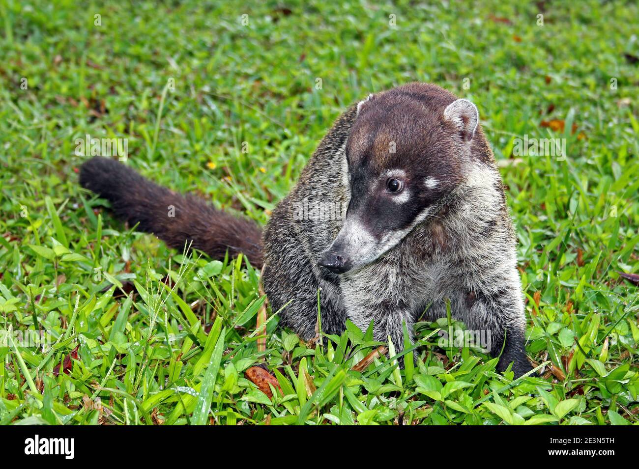 White-nosed Coati (Nasua narica) a.k.a. Coatimundi at Tikal National Park, Guatemala Stock Photo