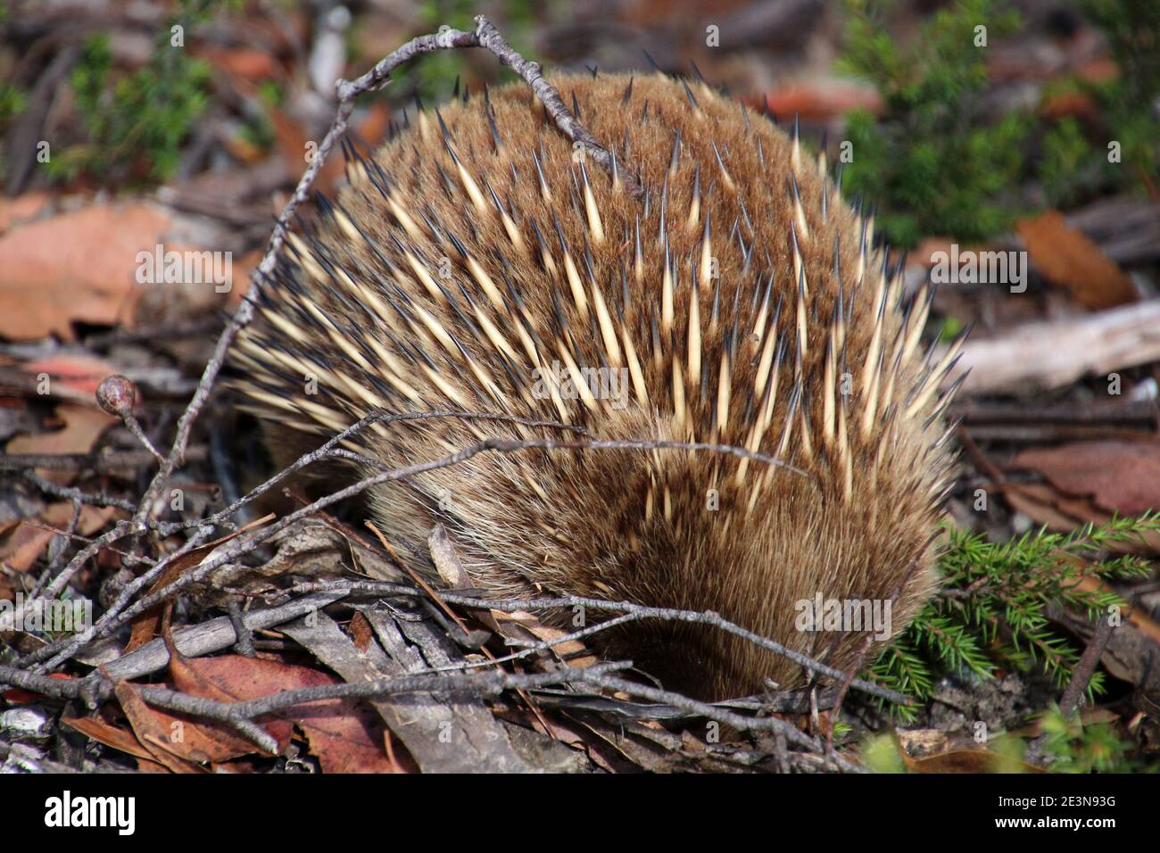 Echidna Egg High Resolution Stock Photography and Images - Alamy