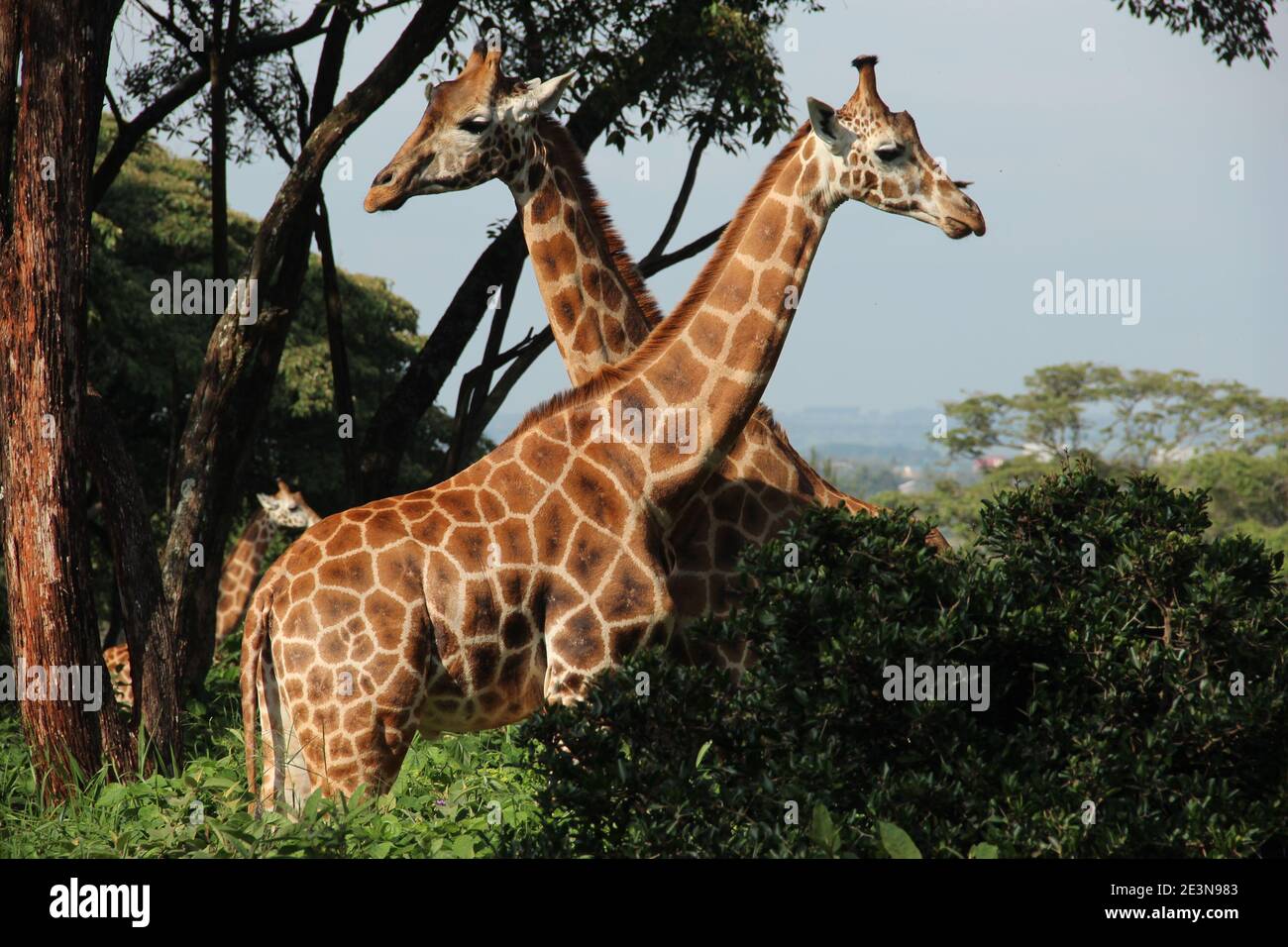 Two Rothschild giraffes at the Giraffe Centre in Nairobi, Kenya Stock Photo