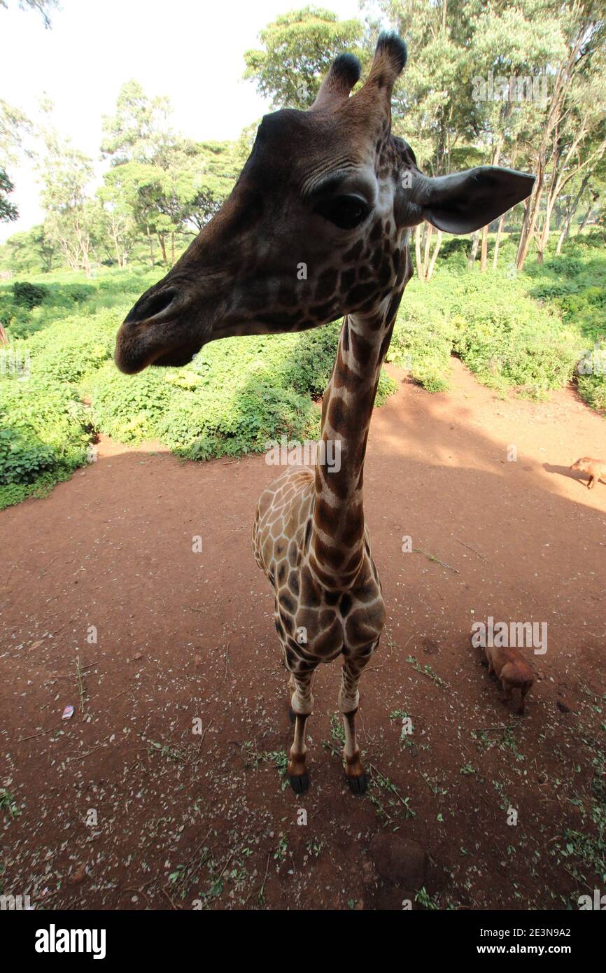 A Rothschild giraffe at the Giraffe Centre in Nairobi, Kenya Stock Photo