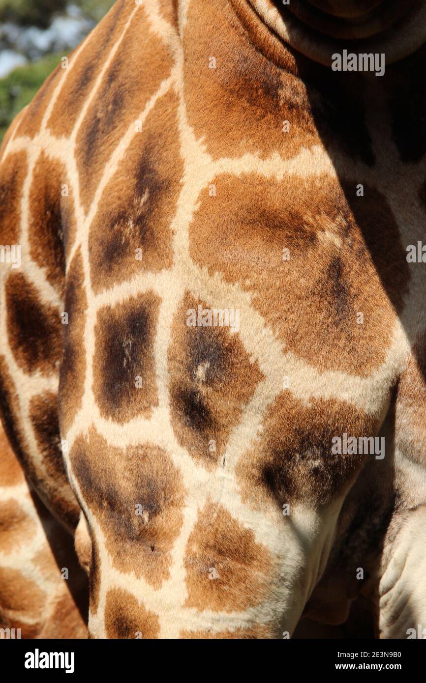 The distinctive pattern of a Rothschild giraffe's coat at the Giraffe Centre in Nairobi, Kenya Stock Photo