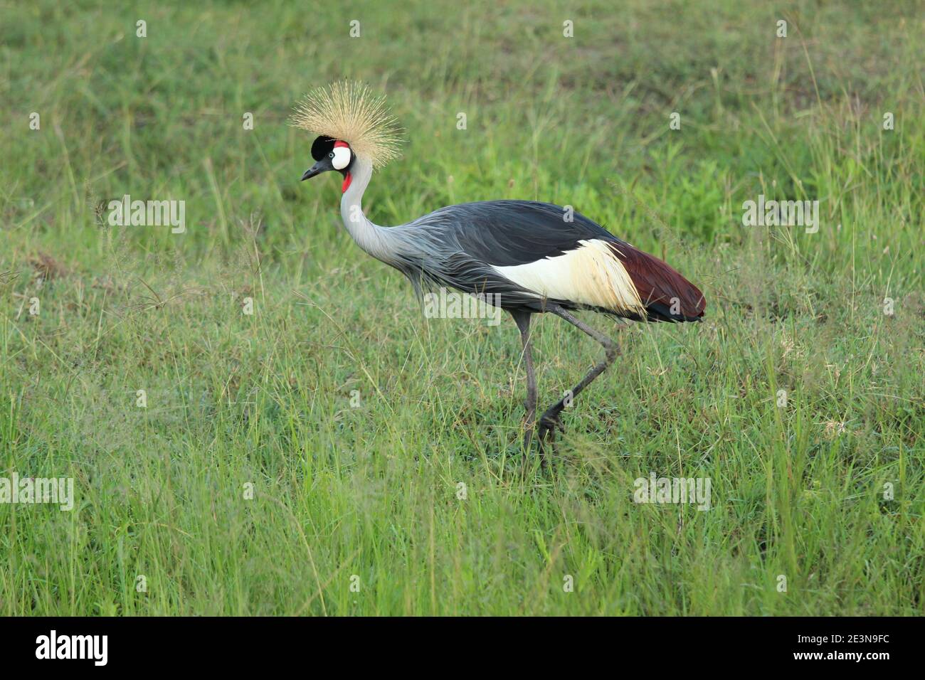 A grey crowned crane, the national bird of Uganda, walks through the grass in the Masai Mara in Kenya Stock Photo