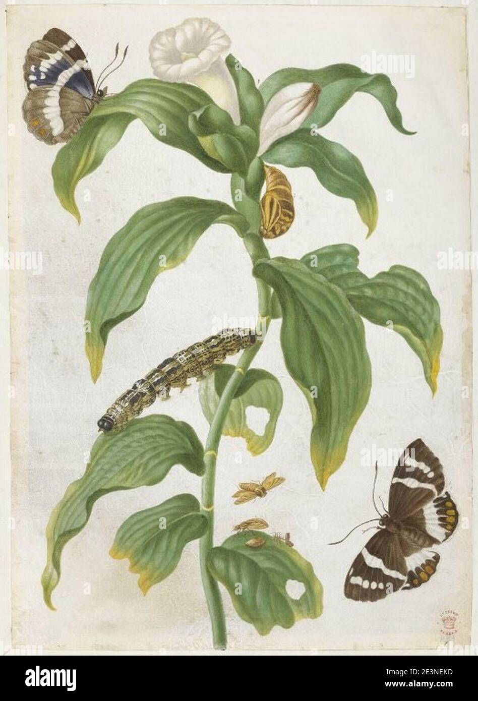 Maria Sibylla Merian plant study with butterflies Stock Photo Alamy