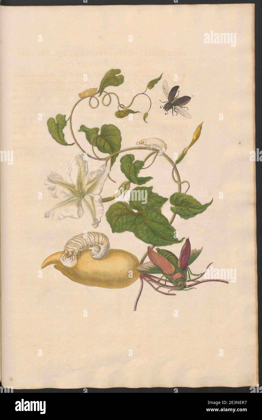 Maria Sibylla Merian-Metamorphosis-Uni bib Utrecht MAG AB 352 Rariora 50. Stock Photo