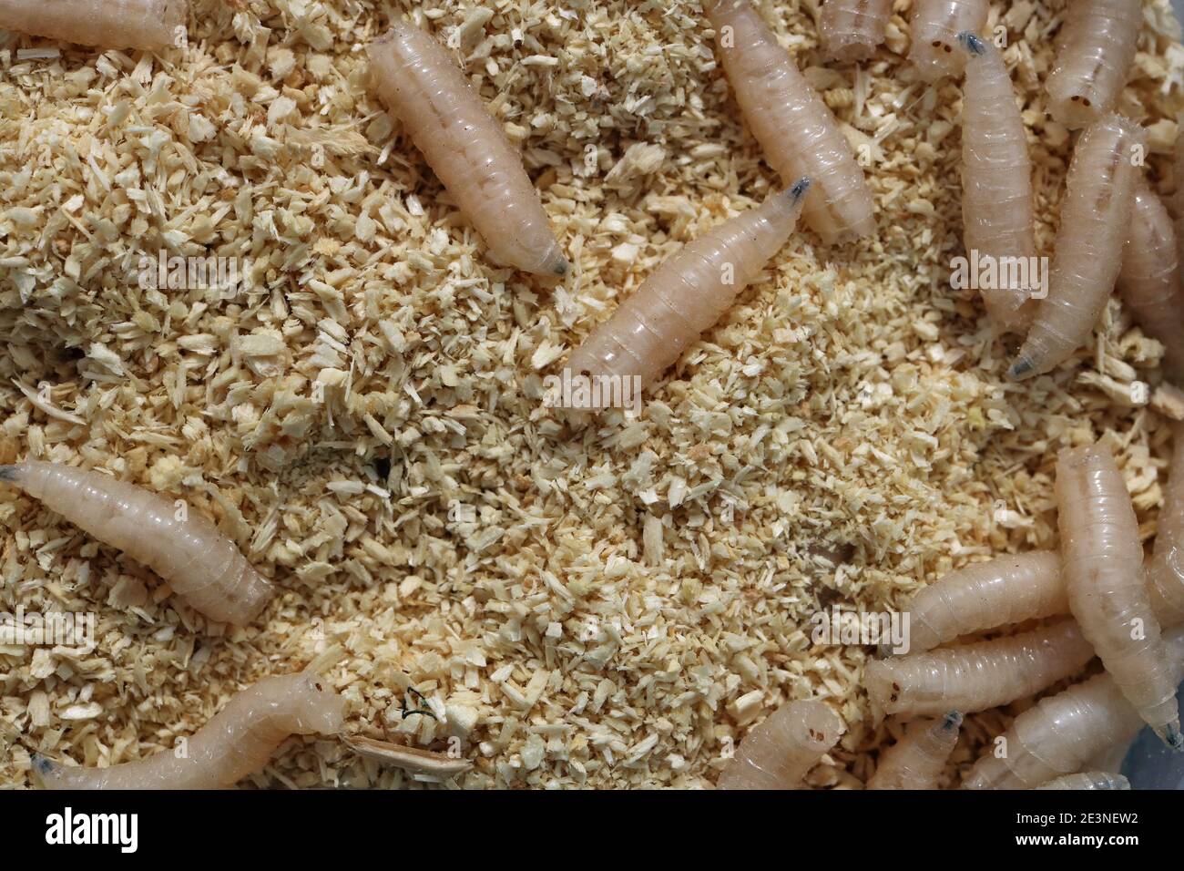 Fly larvae are used for  fishing macro Stock Photo