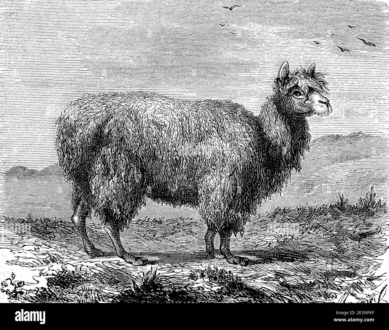 Alpaca, vicugna pacos, also pako, is a domesticated camel form originating from the South American Andes, illustration from 1870  /  Alpaka, Vicugna pacos, auch Pako, ist eine aus den südamerikanischen Anden stammende, domestizierte Kamelform, Illustration aus 1870, Historisch, historical, digital improved reproduction of an original from the 19th century / digitale Reproduktion einer Originalvorlage aus dem 19. Jahrhundert, Stock Photo