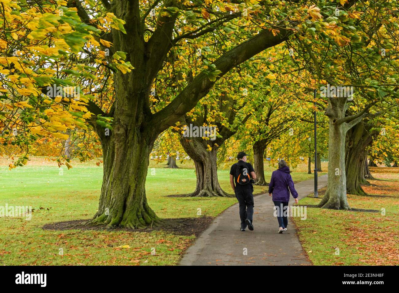 Couple walking on scenic parkland path by avenue of trees (beautiful colourful windblown autumn foliage or leaves) - The Stray, Harrogate, England UK. Stock Photo