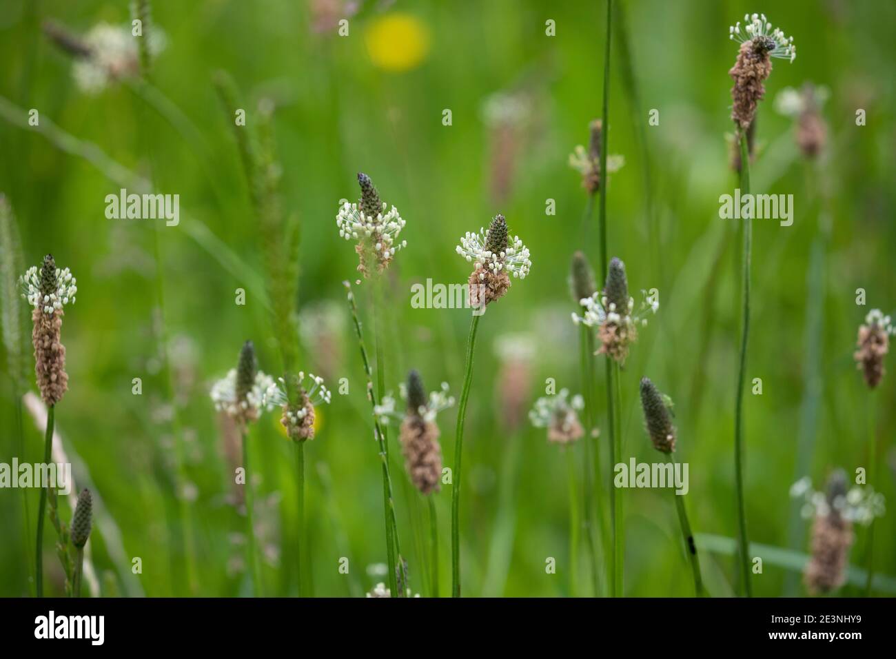 Spitz-Wegerich, Spitzwegerich, Wegerich, Blüten, Blütenstand, blühend, Blüte, Plantago lanceolata, English Plantain, Ribwort, narrowleaf plantain, rib Stock Photo