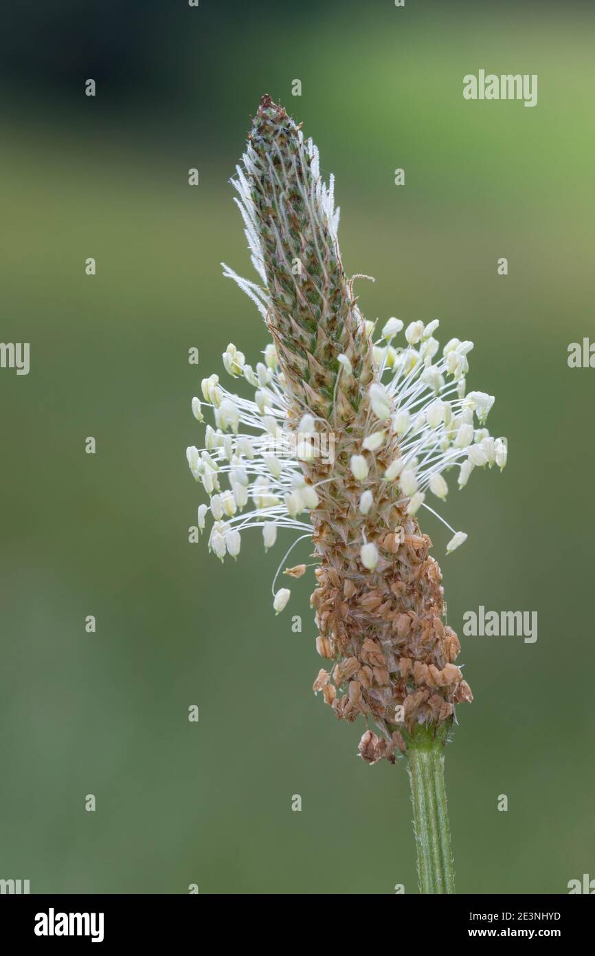 Spitz-Wegerich, Spitzwegerich, Wegerich, Blüten, Blütenstand, blühend, Blüte, Plantago lanceolata, English Plantain, Ribwort, narrowleaf plantain, rib Stock Photo