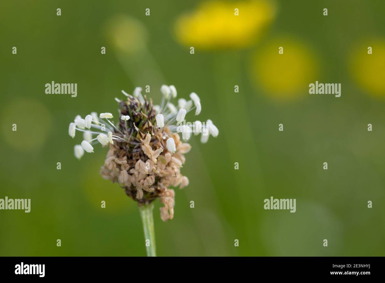 Spitz-Wegerich, Spitzwegerich, Wegerich, Blüten, Blütenstand, blühend, Blüte, Plantago lanceolata, English Plantain, Ribwort, narrowleaf plantain, rib Stock Photo